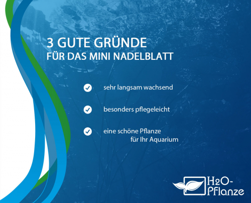 Mini Nadelblatt - Bucephalandra micrantha 'Needle Leaf' in vitro